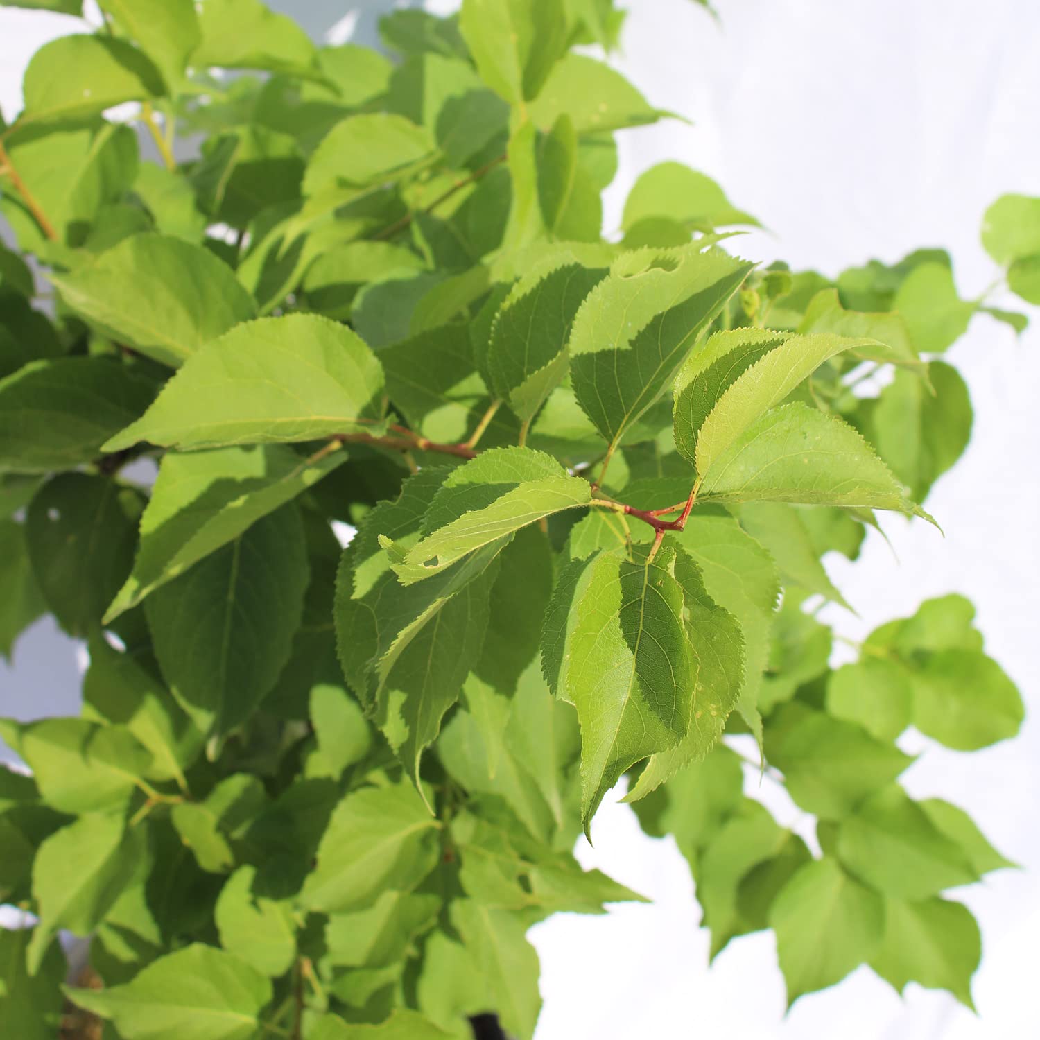 KENTIS - Abricotier - Vraies Plantes d'Extérieur - Arbre Fruitier de Jardin d'Ornement - Abricotier Nain Pot de Culture Ø 24 cm