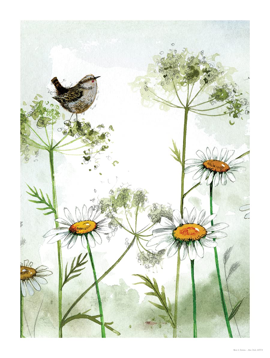 Alex Clark Art Ltd Alex Clark Wren And Daisies Art Print