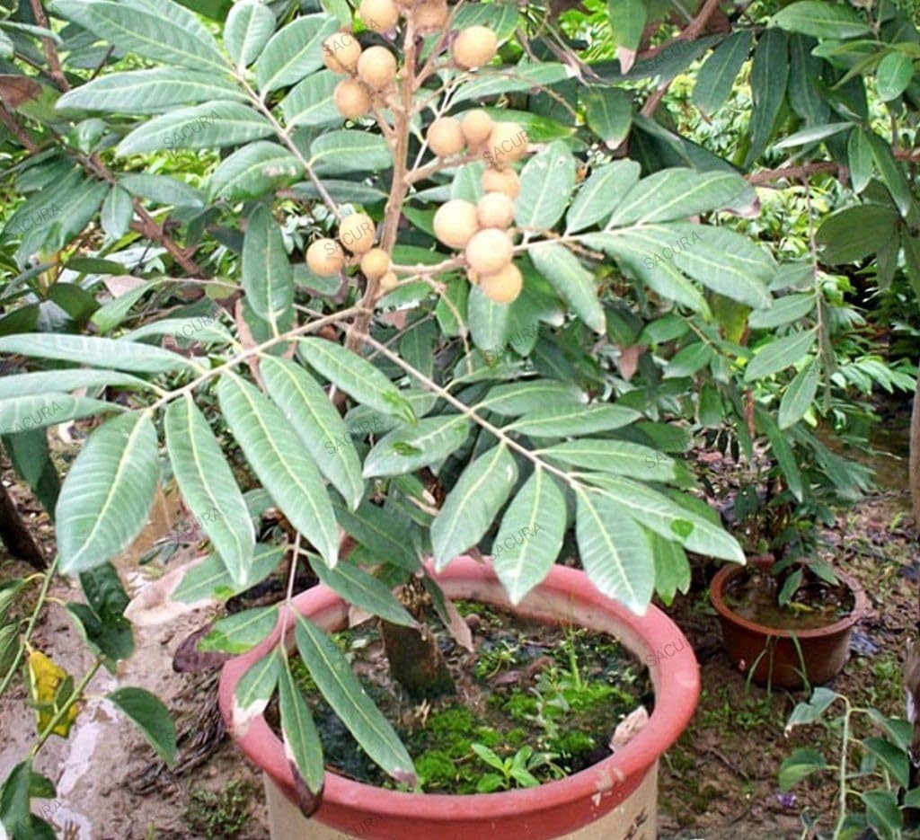 Cloud Farm Special Sweet & Rare Thai Variety Seedless Longan Plant (GRAFTED) Healthy,Dimocarpus Longan Live Plant,Fruit After 18 Months CF_424 (B0CNXBJGVK) Amazon Price History, Amazon Price Tracker