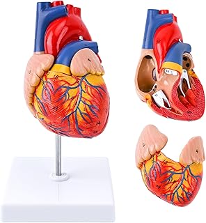 Axis Scientific Life Size Skeleton Model for Anatomy Study, Includes 3 Printed Guides, Pelvic-Mounted Rolling Stand, and US-Based Customer Service