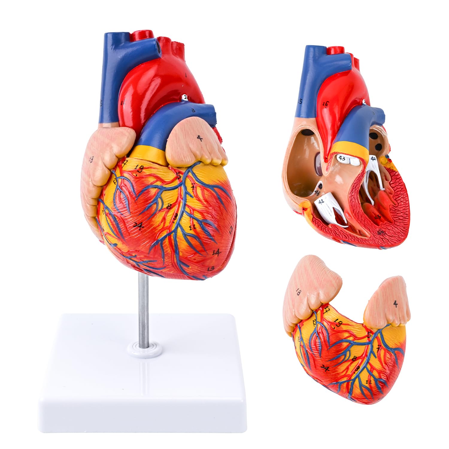 Life Size Human Heart Model, 2-Part Detachable Anatomical Heart Model with Magnets, Accurate Medical Anatomy Model for Classroom Teaching, Cardiology Study and Educational Display