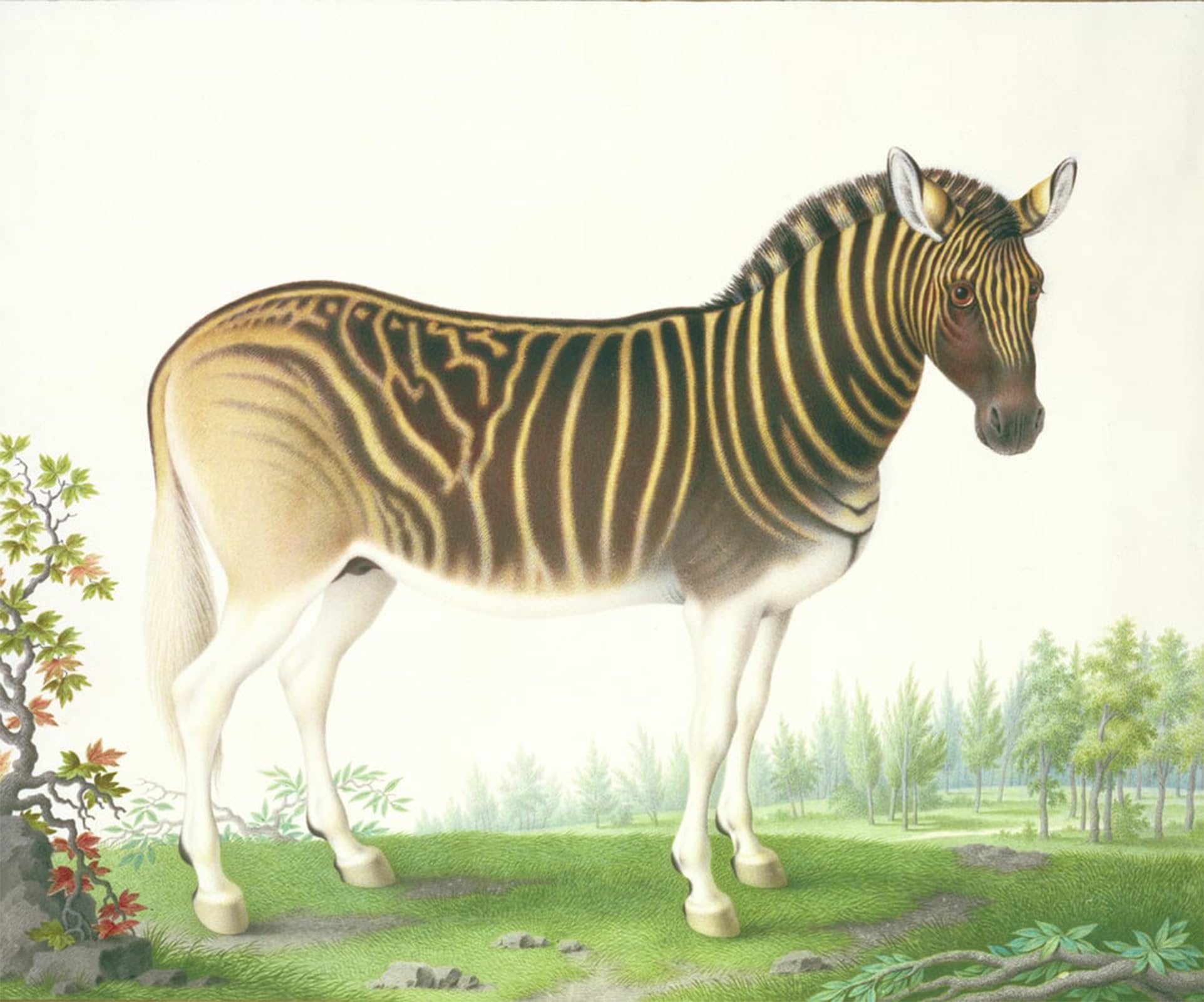 ARTXLXXBN Famous Print Painting Colorful Art Print a Quagga by Nicolas Robert Canvas Art Decorations for Home Decor 60x90cm