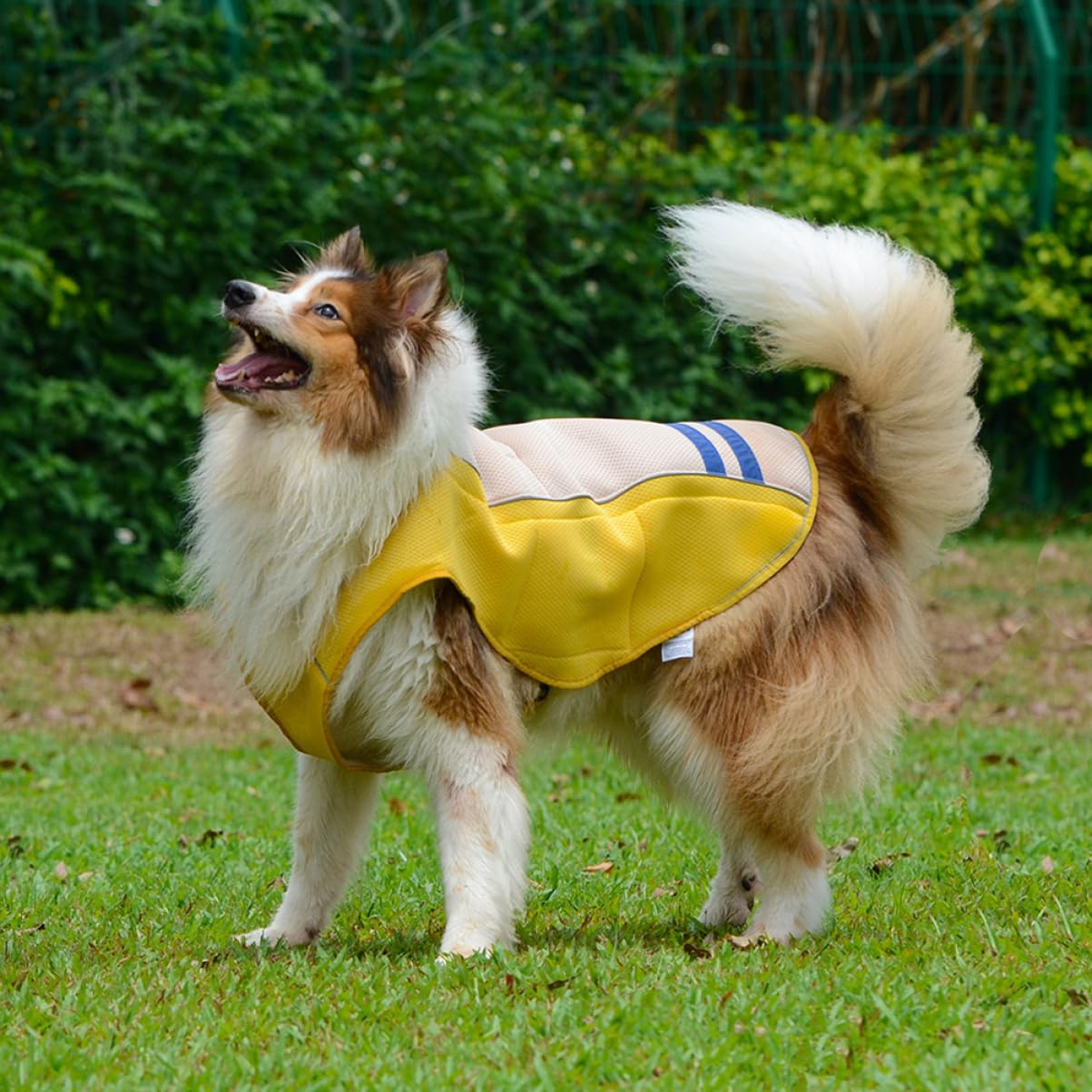 Gilet Rafraîchissant pour Chien Jaune XS en Polyester | Vêtement D’extérieur, Ultra Respirant et Lavable, Coupe Adaptée aux Tailles Xs à Xl