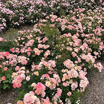 バラ苗　ドリフトローズ ピーチドリフト Amazon | バラ 苗 ドリフトローズ 【ピーチドリフト (修景バラ