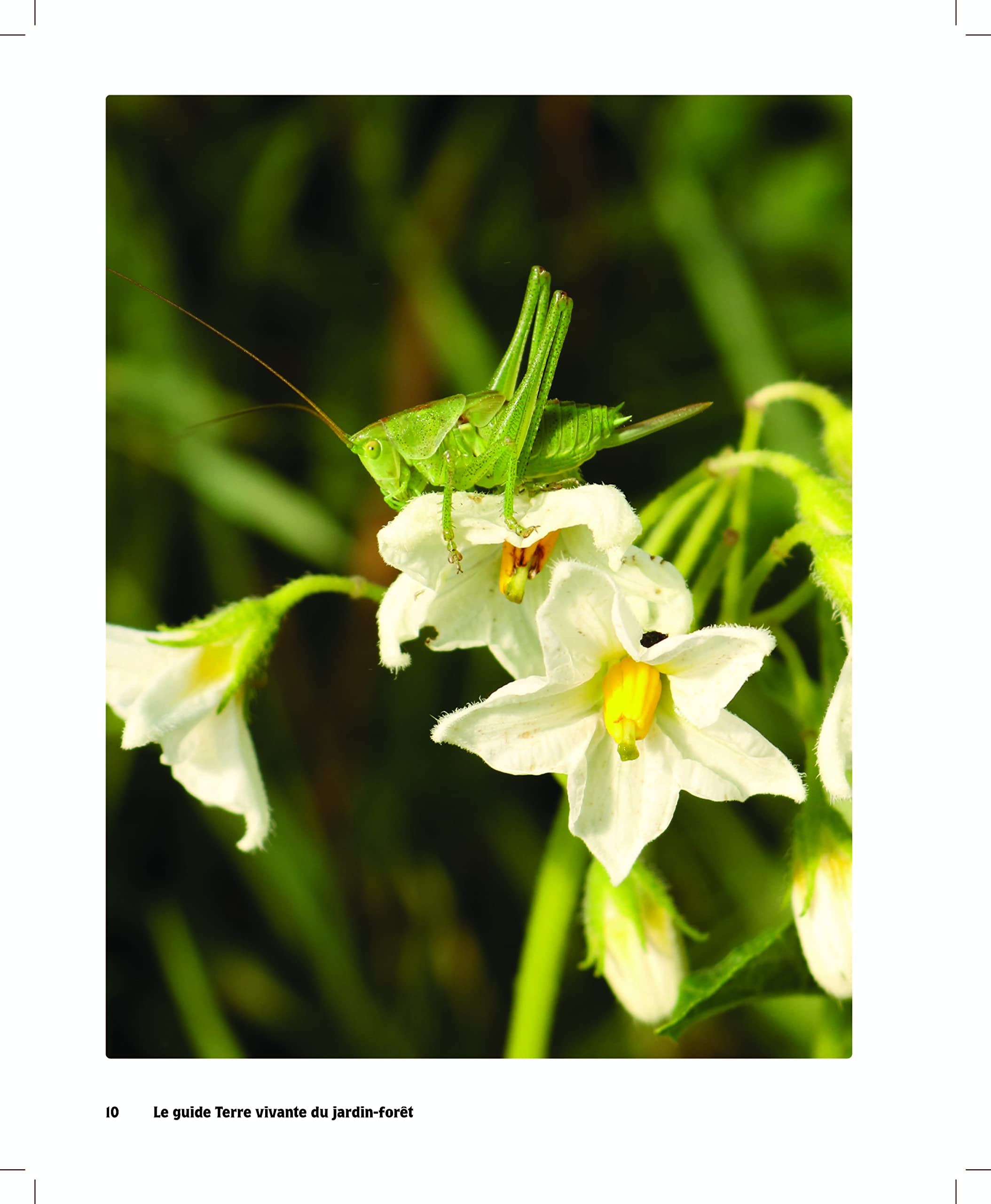 Le Guide Terre vivante du jardin forêt: Le Jardin d'Emerveille