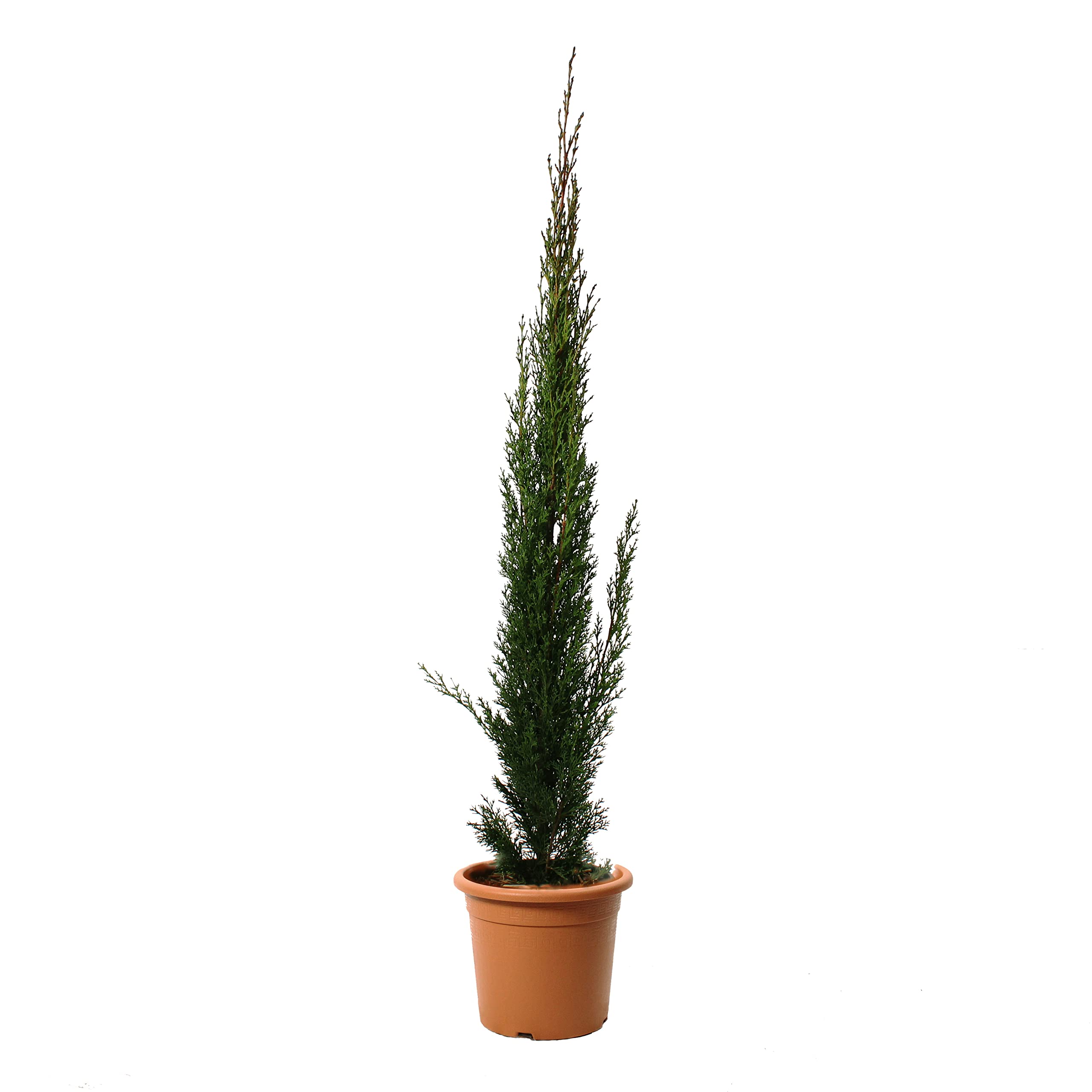 Kentis Cupressus Sempervirens Totem Cupressus Pianta da Esterni Sempreverde
