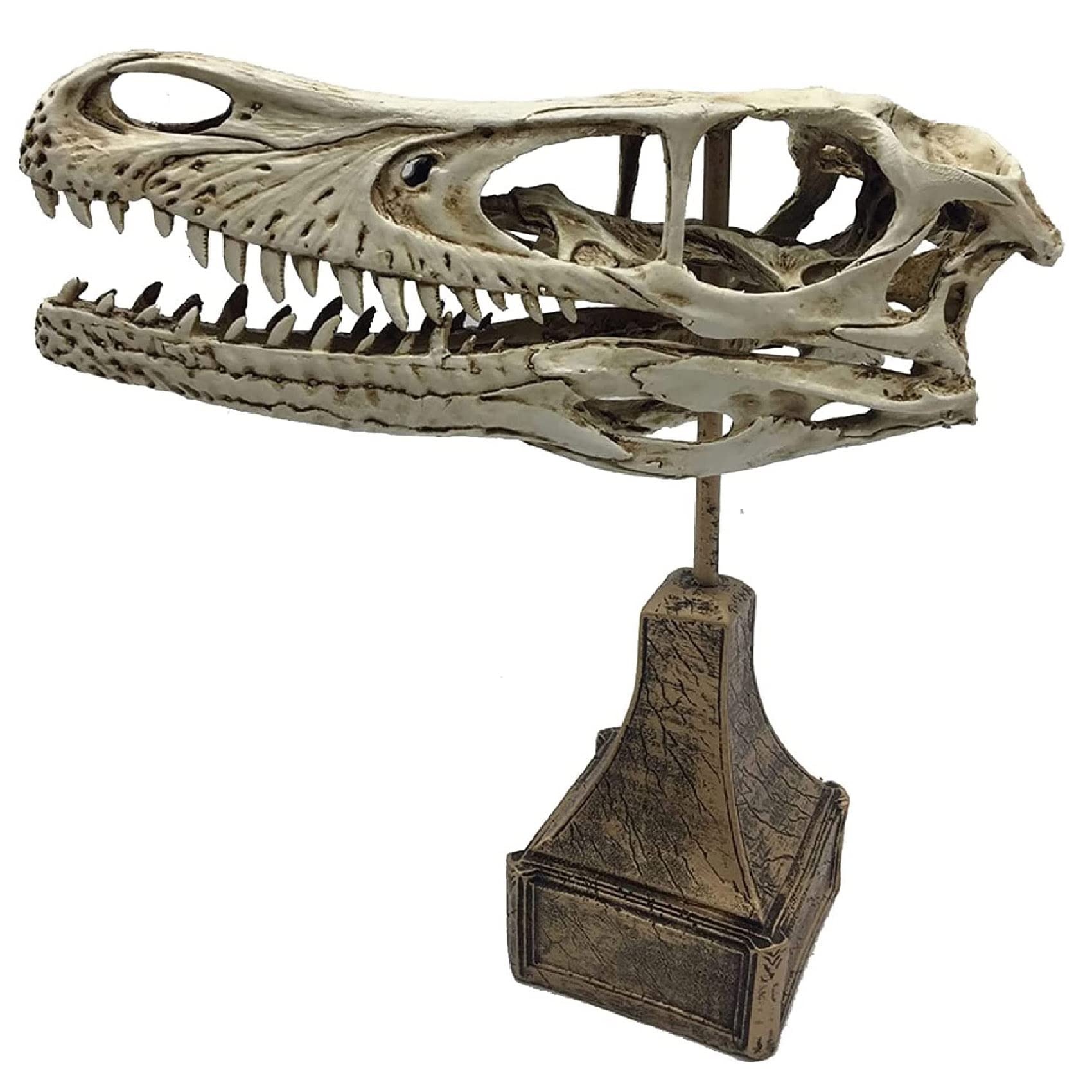 木彫 恐竜 バンビラプトル 頭骨模型実物大12cm 木彫 恐竜 バンビ