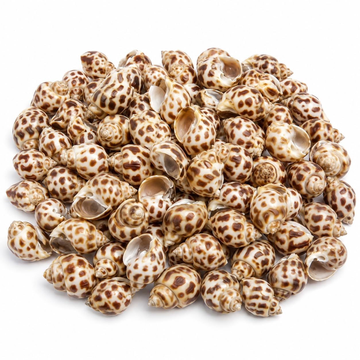 Natural Spiral Sea Shell Collection | Real Ocean Seashells for DIY Craft, Wedding & Coastal Decoration 250gram-image-48