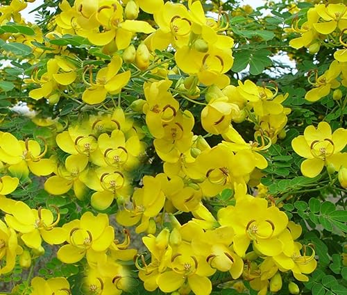 Cassia corymbosa - 10 semillas Buttercup Texas Flowery Tree Tolerante a la sequía Goteo de cera con aspecto de vainas de profusión de flores