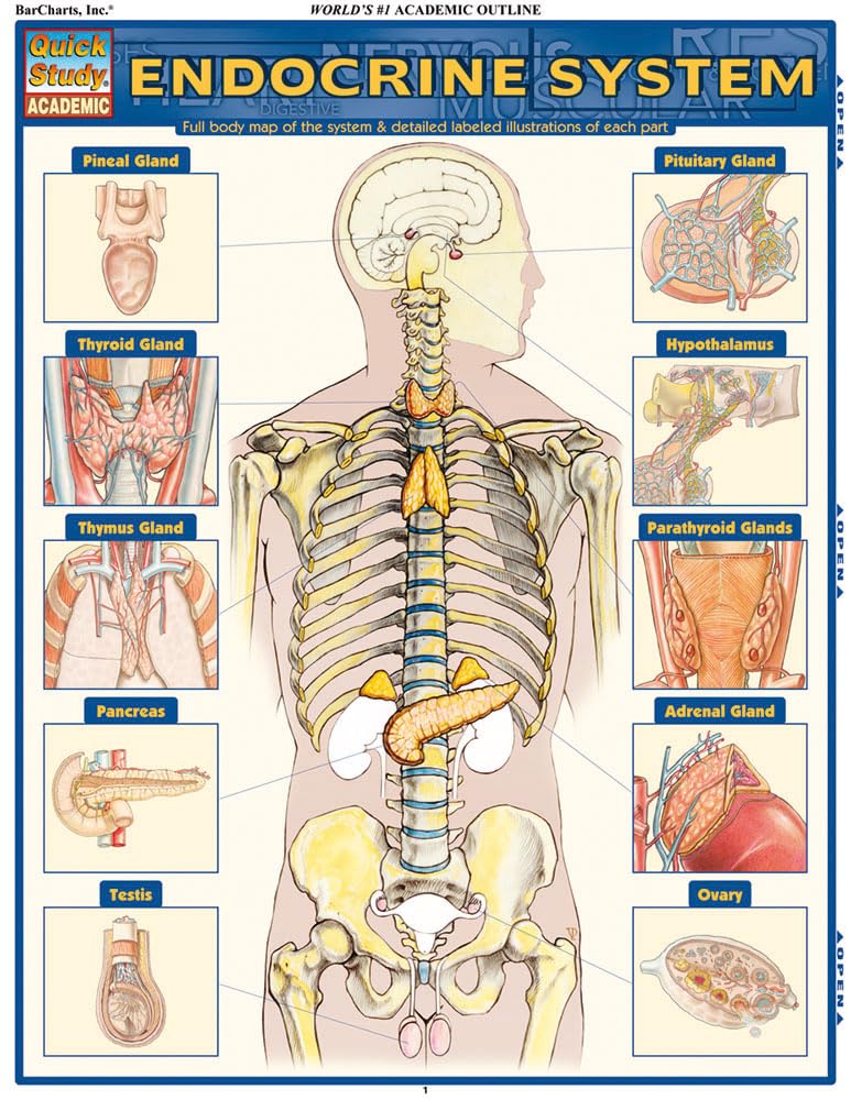 Endocrine System Pamphlet – Illustrated, 31 December 2010