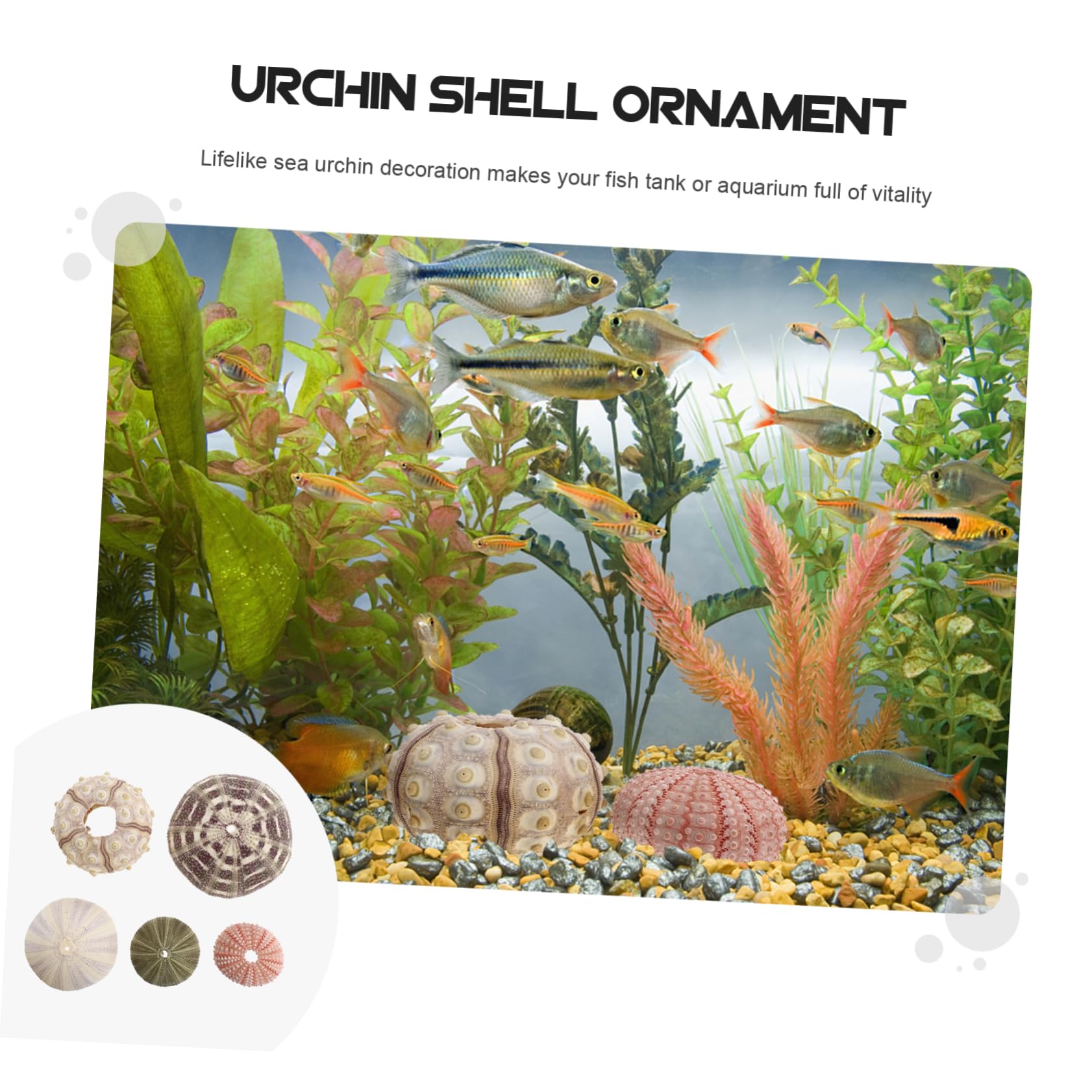 Angoily 10piezas Decorativos De Conchas Marinas para Decoración De Acuarios y Escritorios Accesorios De Artesanía De Erizo De Mar para Decorar Espacios Marinos y Hogares
