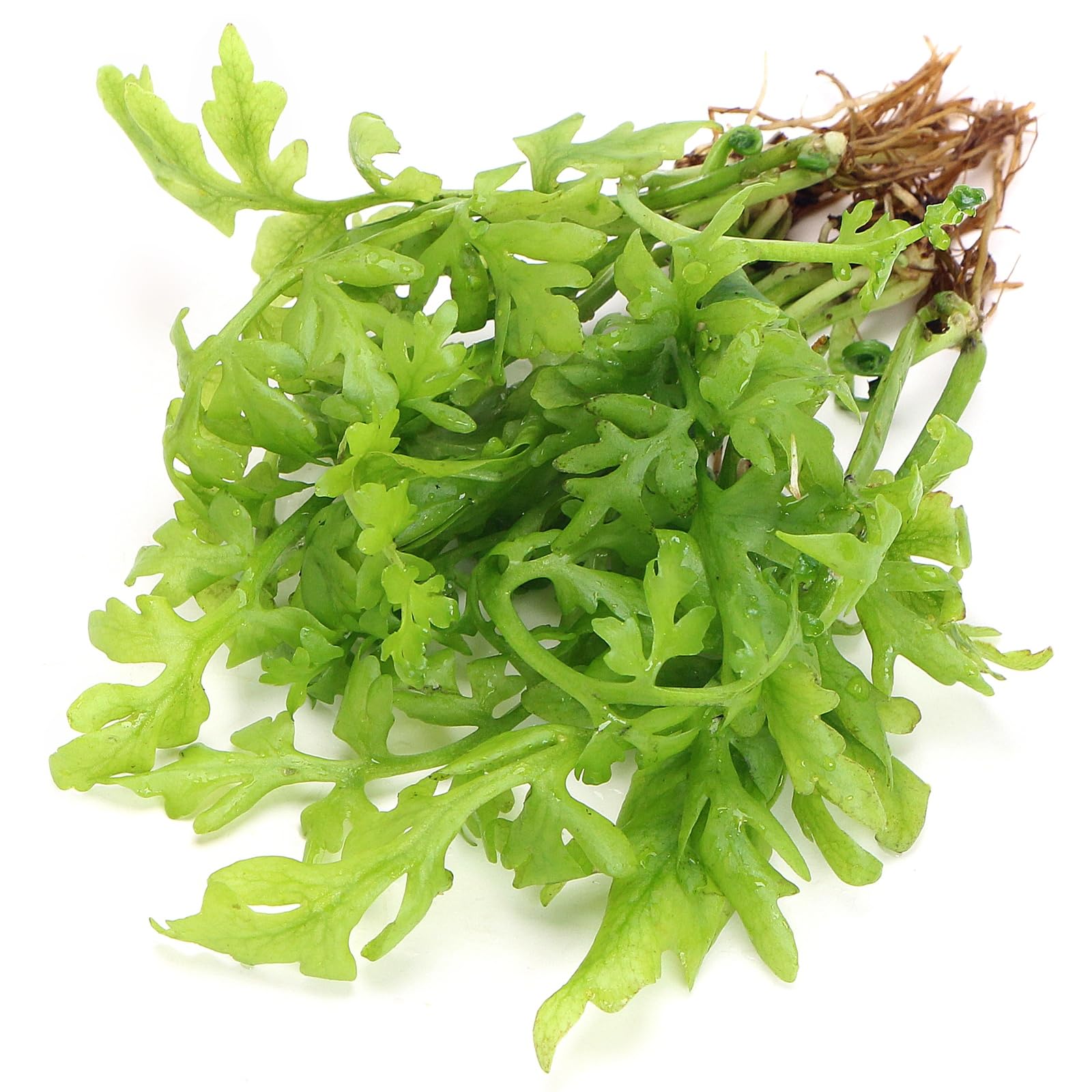 K2AQUA Ceratopteris Cornuta Live Aquarium Plant Fast Growing Bright Green Frilly Leaves Easy Care Freshwater Tropical Tank