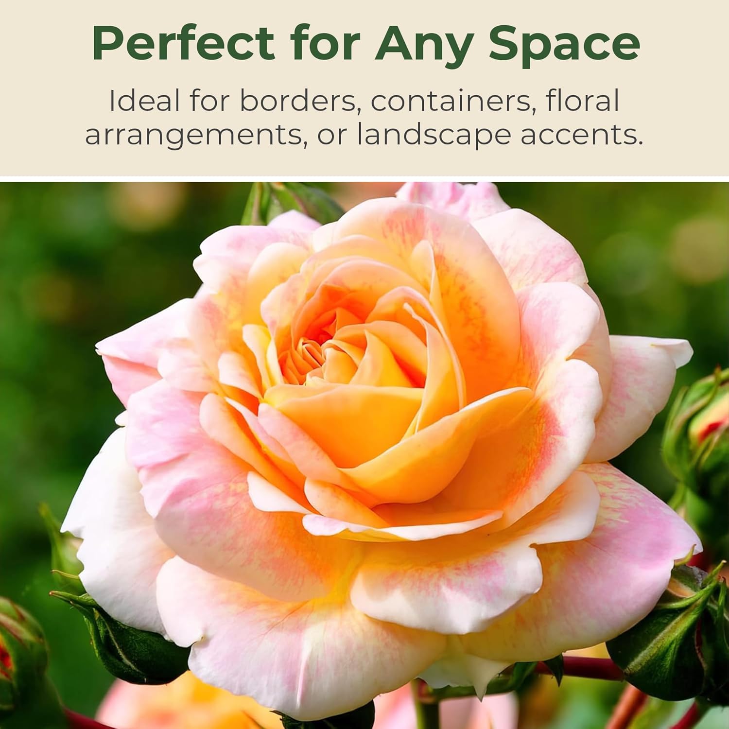 Bareroot Helen Hayes Hybrid Tea Rose - Live Summer Blooming Rose for Gardens and Floral Arrangements - Grows Upto 3-4.5' x 2-4' - Garden Roses w/Mild Fragrance (2 Count)