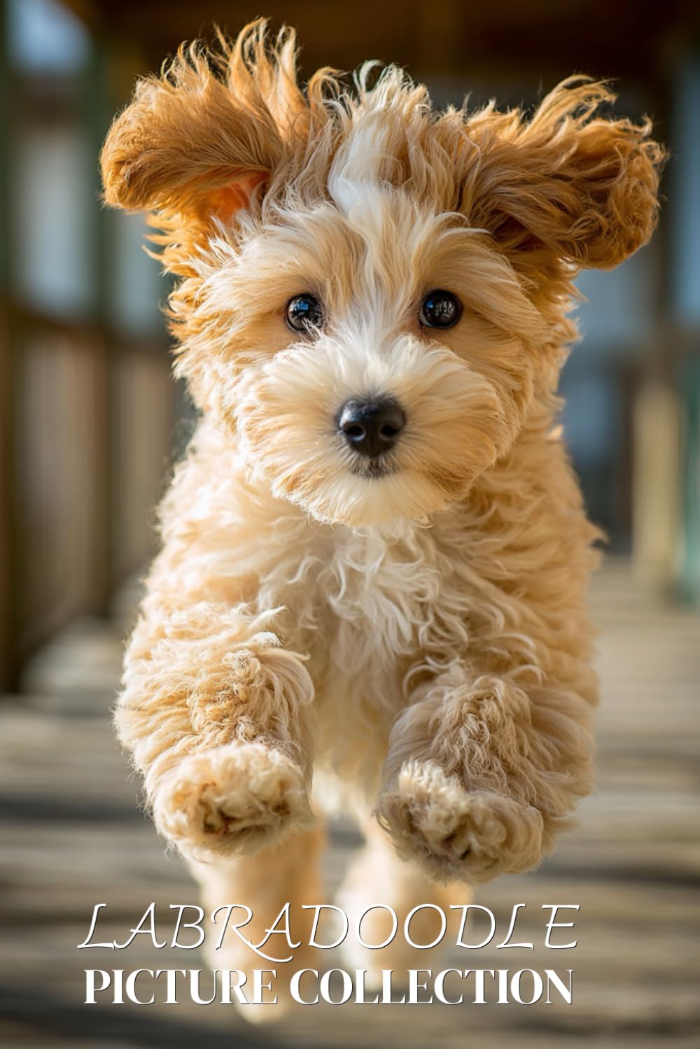 Labradoodle Photo Collection: Beautiful Full-Page Pictures of Labradoodles and Puppies for All Ages (Simple Photo Books).