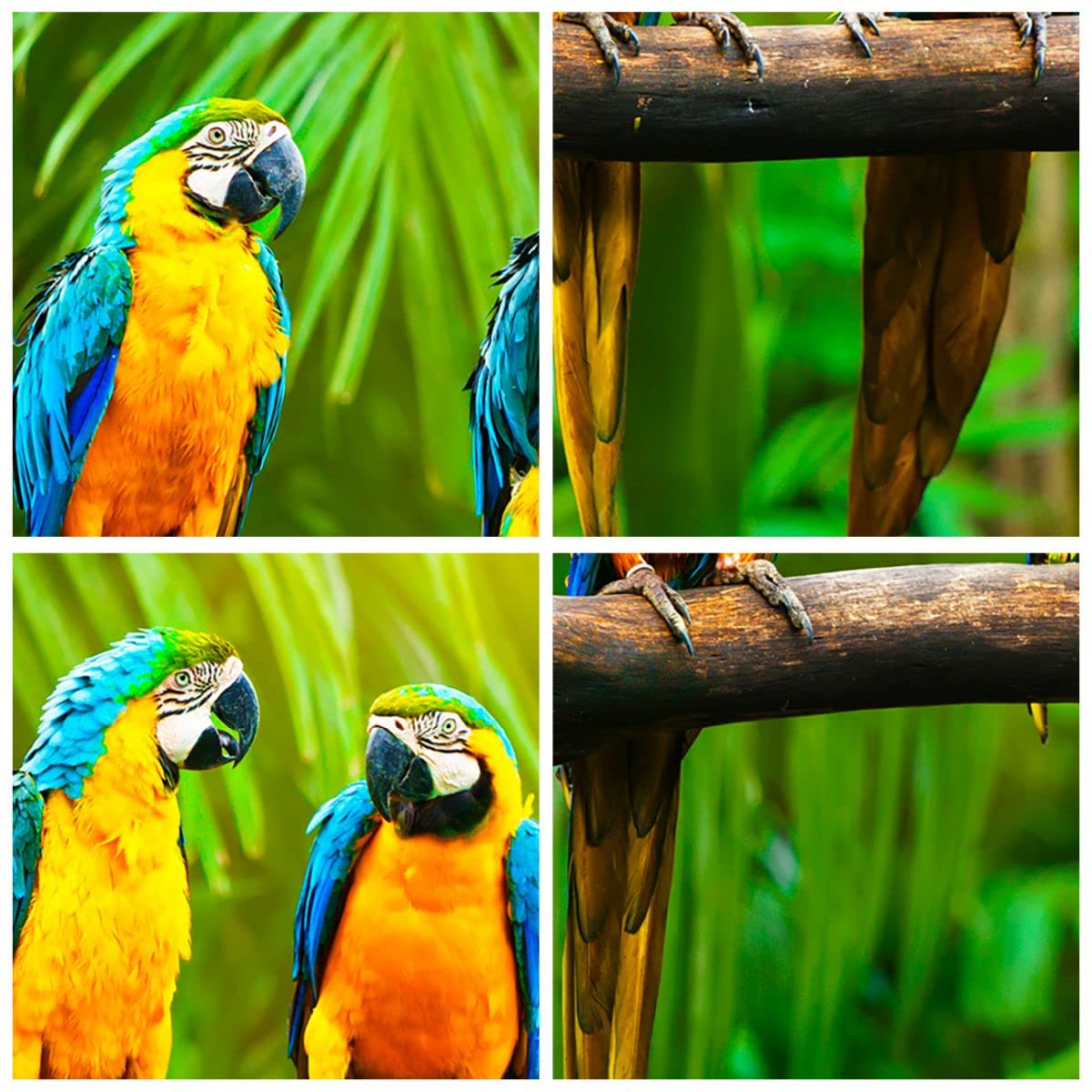 Cuadro sobre Vidrio 70x50cm Moderno Horizontal Botánica Naturaleza - 2696 | Loros Vistoso Cuadro Decorativo Arte mural Salón Dormitorio Cocina Cuadros de Pared Impresión en Cristal Glasprint ARTTOR