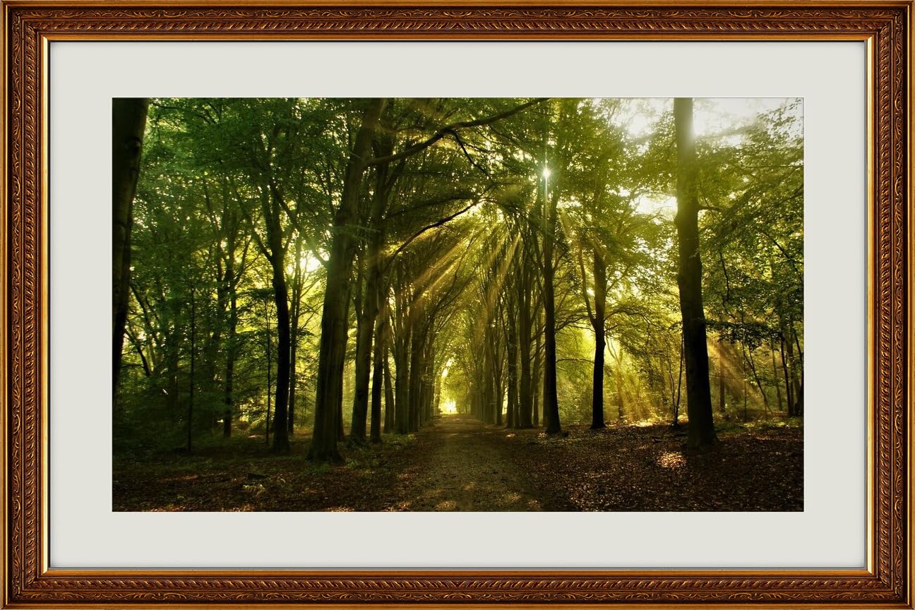 JVERF - JZZG34536 Forest Path Sunrise Sunlight| Self-Adhesive