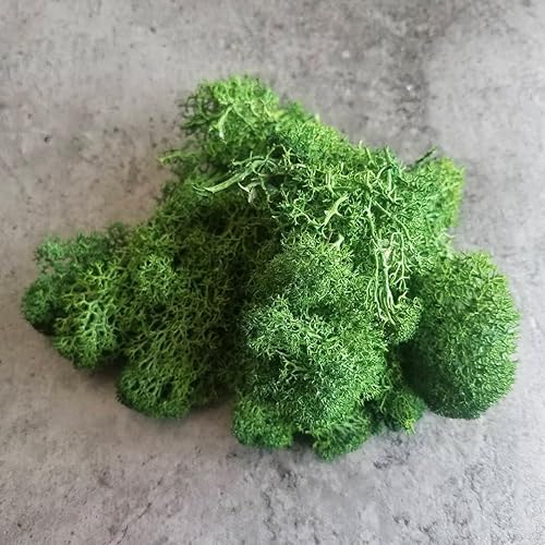 Miniatura 4 de Musgo de Reno Preservado Verde Natural Kit de Bricolaje Arte de Jardinería Decoración de Pared Decoración de Floristería Decoración de Mesa