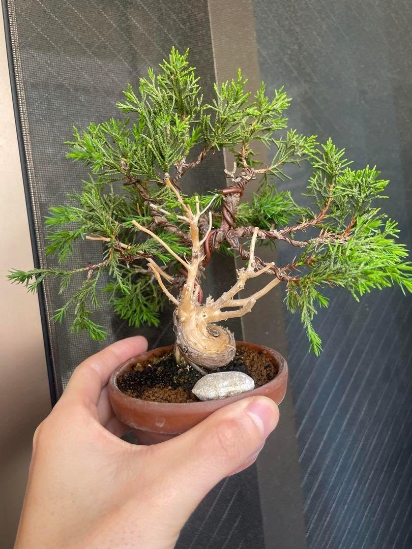 小品盆栽 真柏 糸魚川 優良素材 真 柏 盆栽