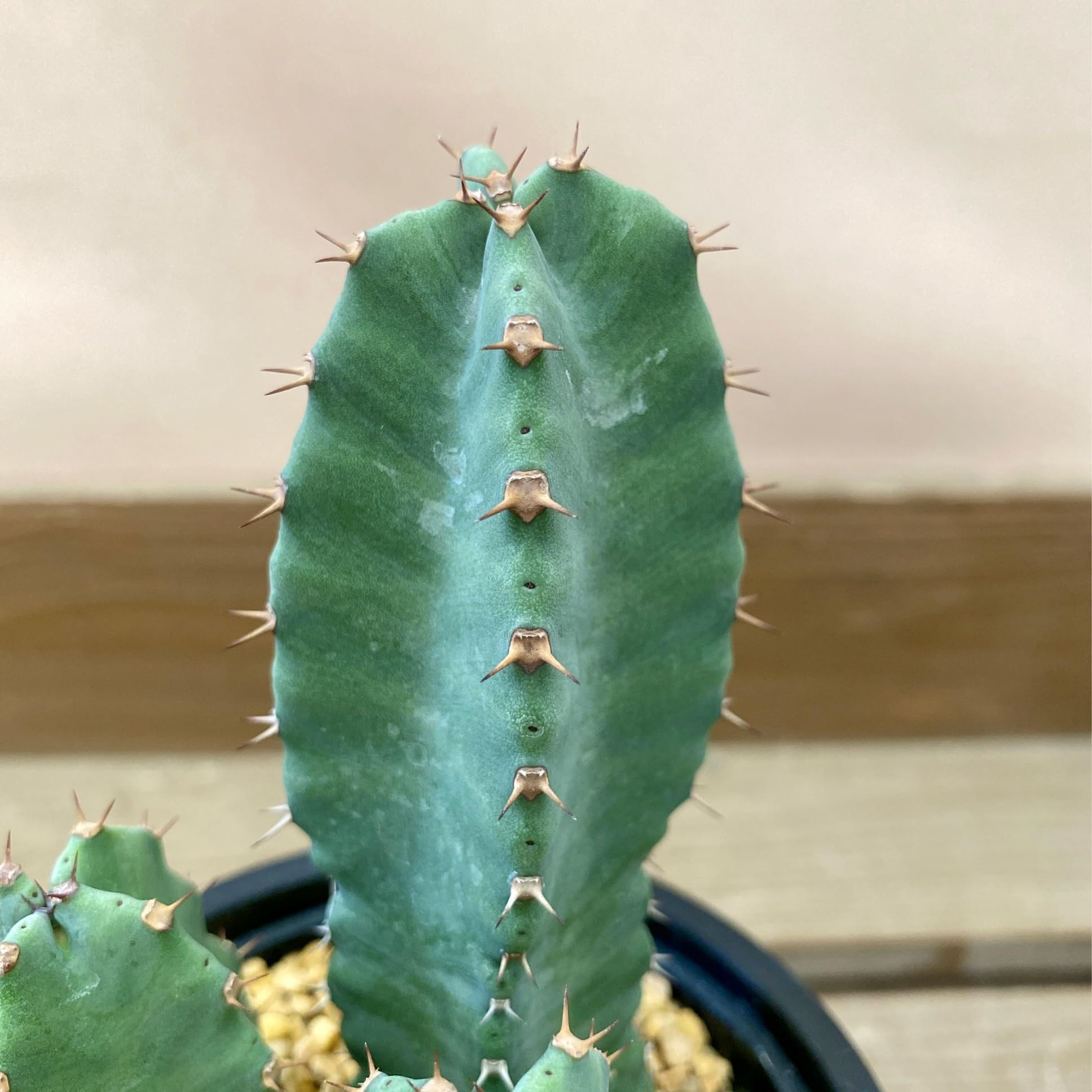 Amazon｜多肉植物 ユーフォルビア レシニフェラ（白角キリン）｜観葉