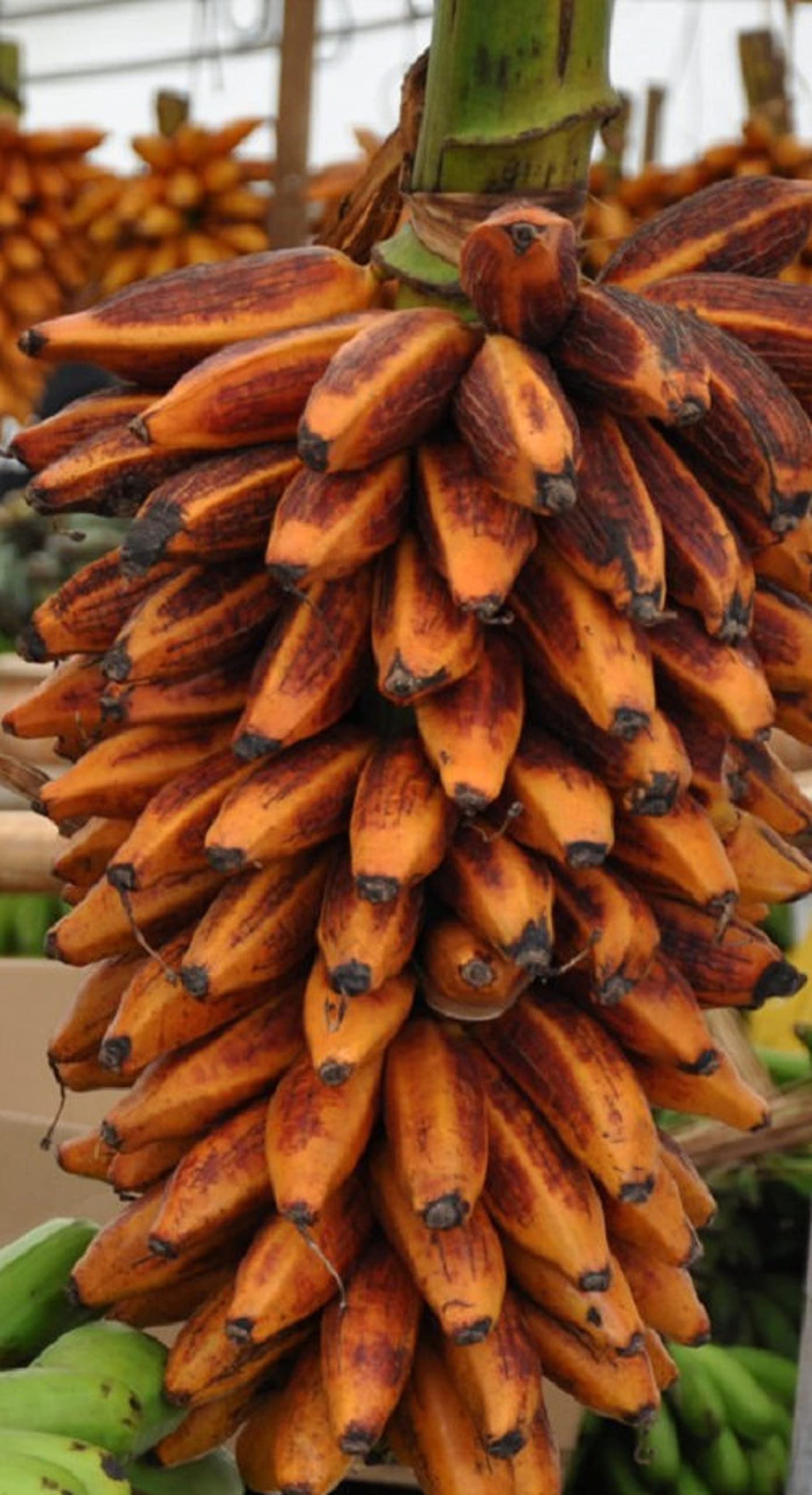 M-Tech Gardens Rare Hybrid Banana " Orange Banana " Exotic 10 Fruit Seeds for Growing