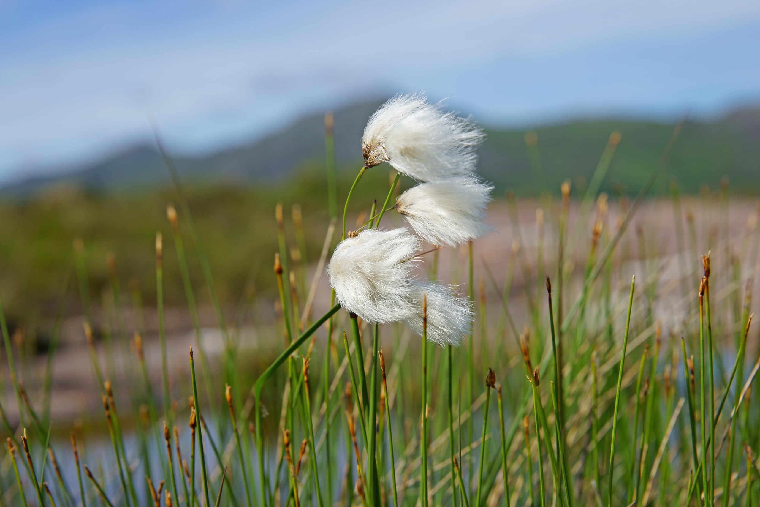Lincolnshire Pond Plants Ltd - Eriophorum angustifolium (Cotton Grass) - Marginal Pond Plants - MBP035-1 / 3Ltr