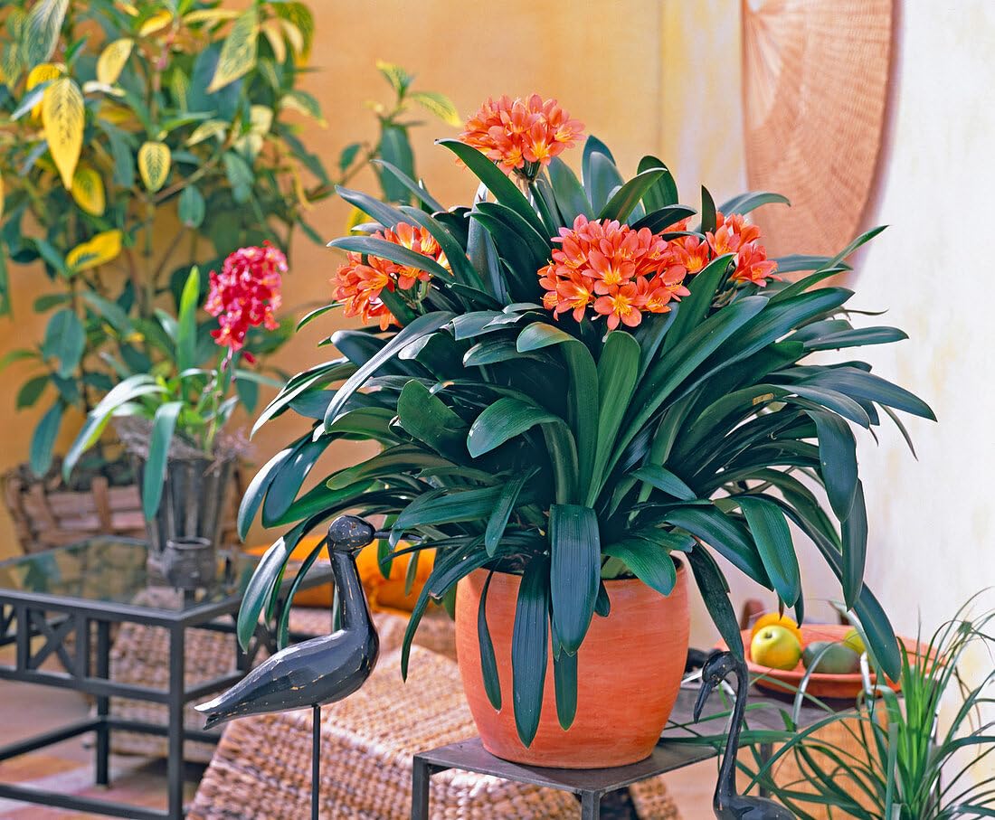 Andhagnai Greens Clivia Plant Sprouted Healthy Flower Bulbs For Your Summer Gardening 5 Bulbs (B0CVNFMQRN) Amazon Price History, Amazon Price Tracker