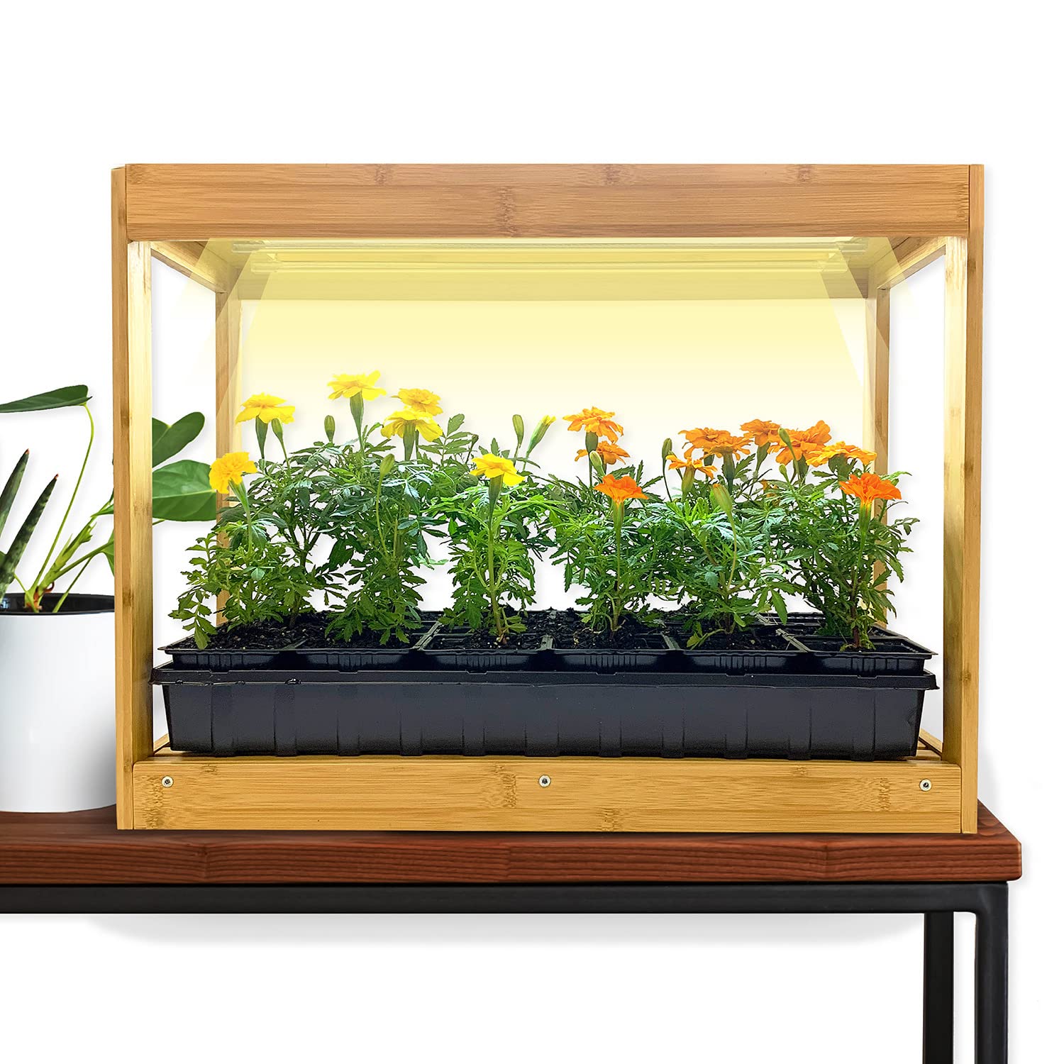 Amazon.com: Ferry-Morse Bamboo Tabletop Greenhouse, LED Grow Light