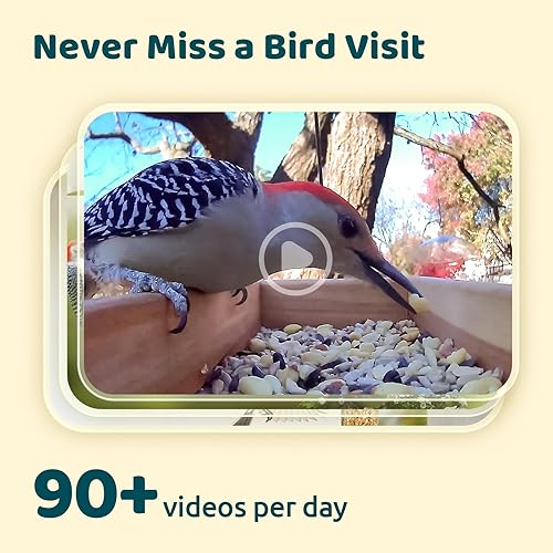 Miniatura 3 de NETVUE by Birdfy - Cámara inteligente para alimentador de pájaros, soportes ajustables, captura automática de video de pájaros, notificaciones