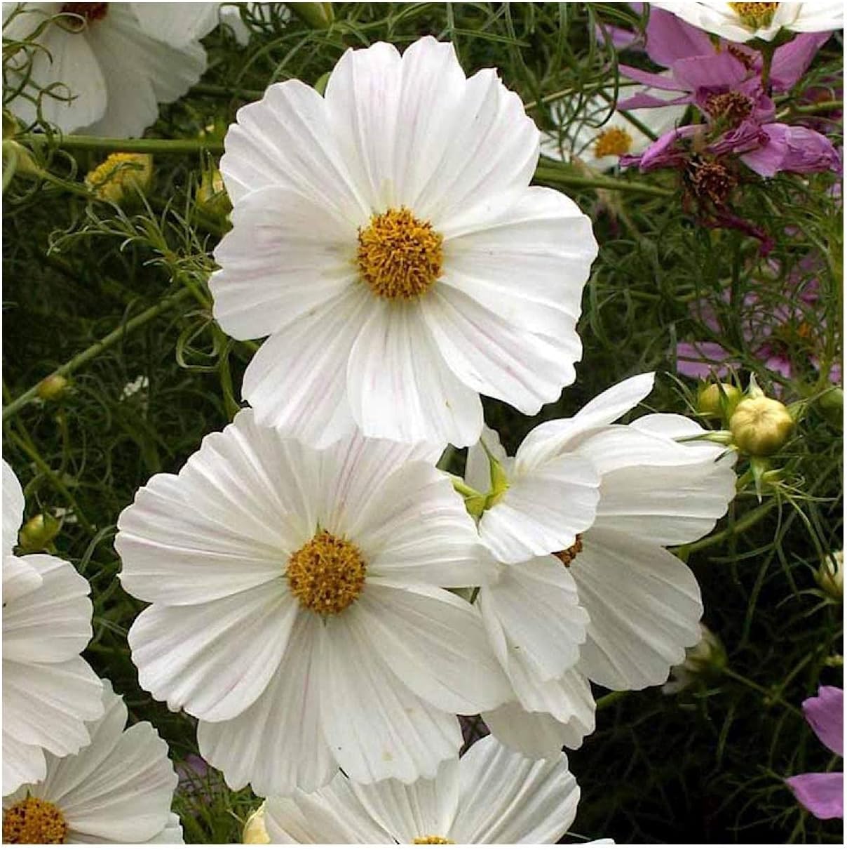 Everwilde Farms - 1 Lb Purity Cosmos Wildflower Seeds - Gold Vault