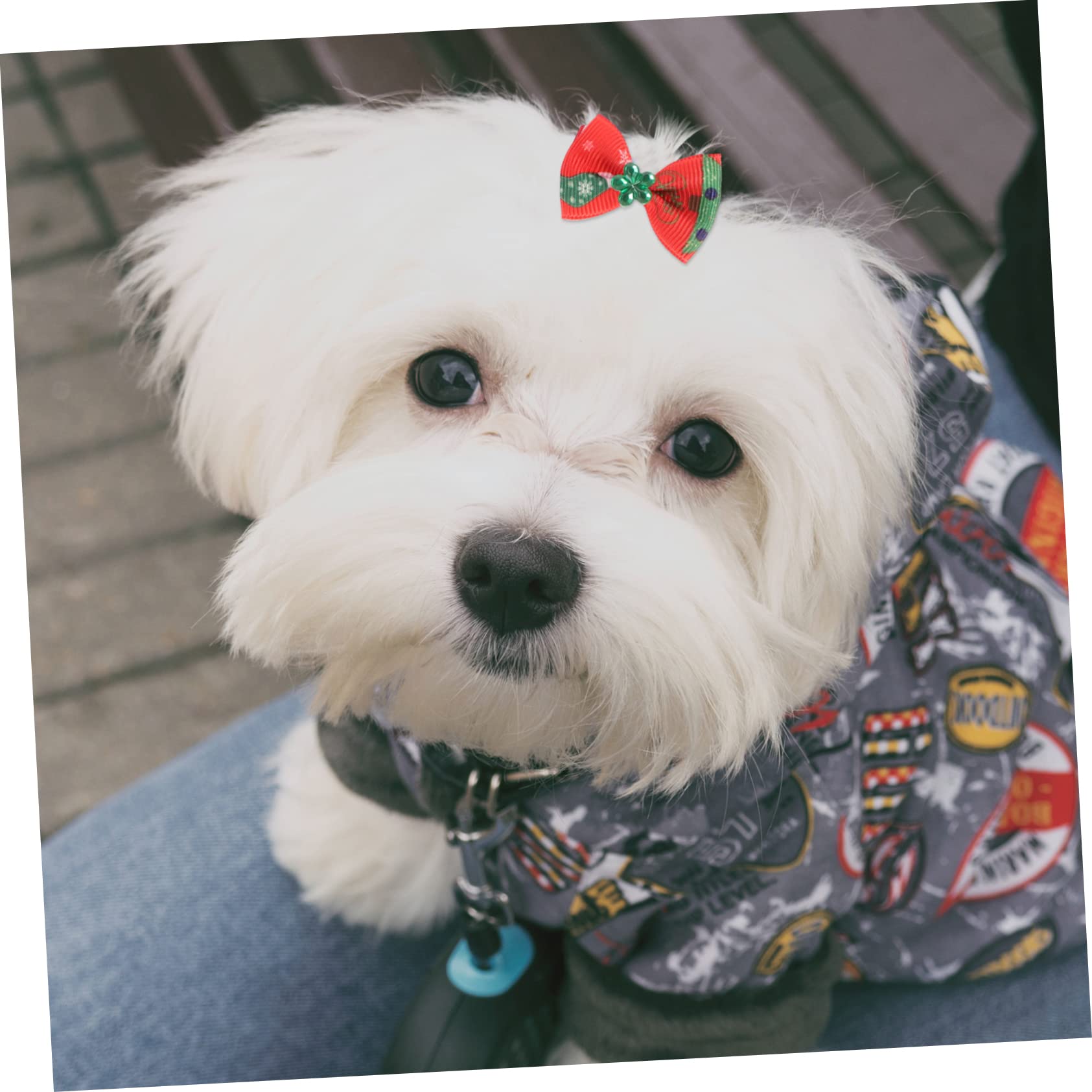 Toddmomy 200 Piezas Cuerda de Pelo de Perro Accesorios para Perros para Perros pequeños Ropa de Perro para Perros pequeños niña Anillo de Pelo de Mascota Lazo para el Pelo de Mascotas