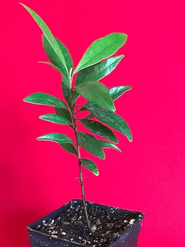 Miniatura 7 de Eugenia Luschnathiana PITOMBA Planta en maceta Árbol de maceta de inicio de frutas 4-6034;