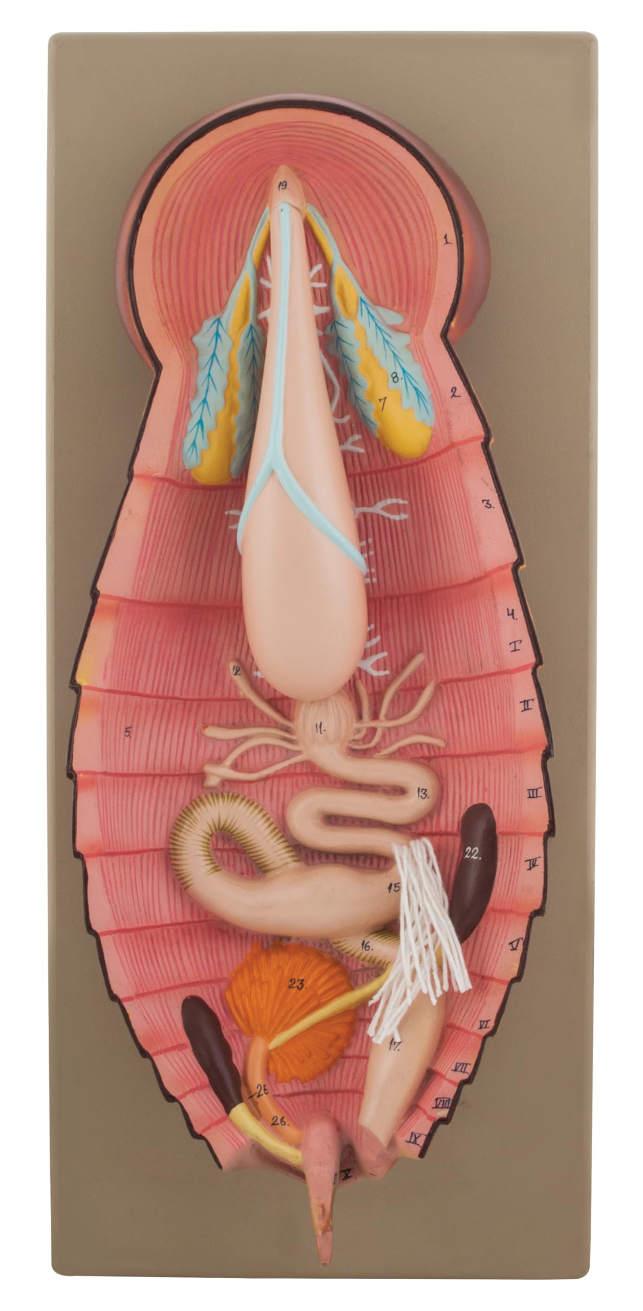 Eisco Labs Model Cockroach Dissection Showing All Internal Parts w