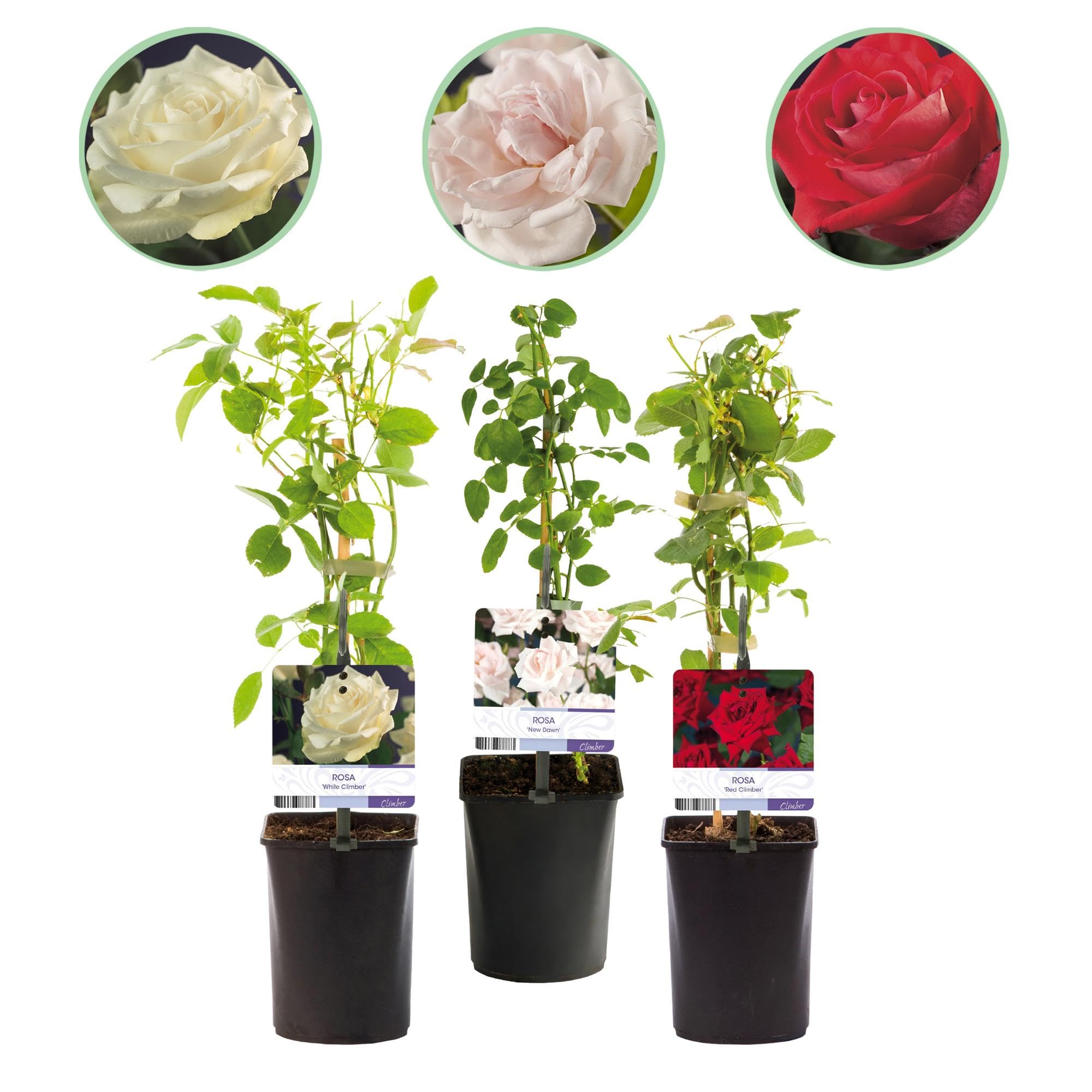 Rosal Trepador Tricolor de Jardín, Rosa Blanco Rojo, 3 Plantas Maceta 11cm