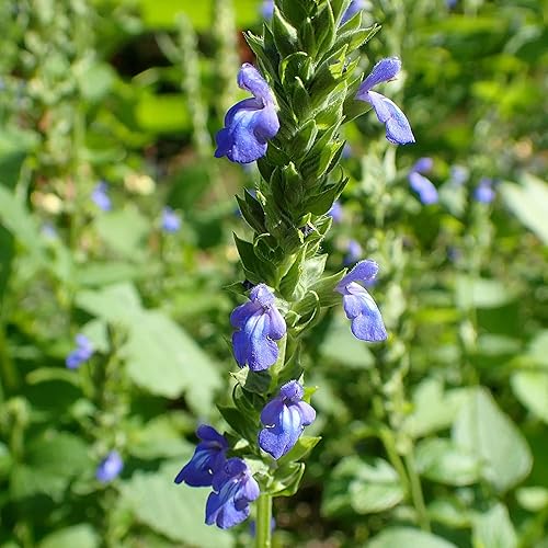 Miniatura 4 de 1000 semillas de chia - Salvia Hispanica, hermosa flor perenne exótica de rápido crecimiento para jardín al aire libre, atrae polinizadores y bajo