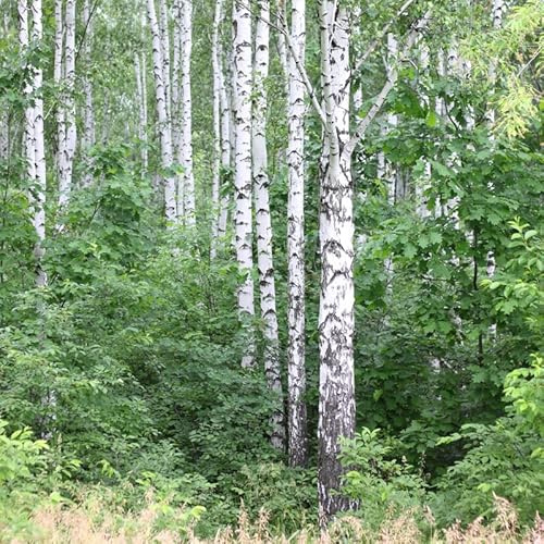 300 White Birch Tree Seeds Autumn Yellow Leaves Tree Seeds For Planting Garden #TOP3