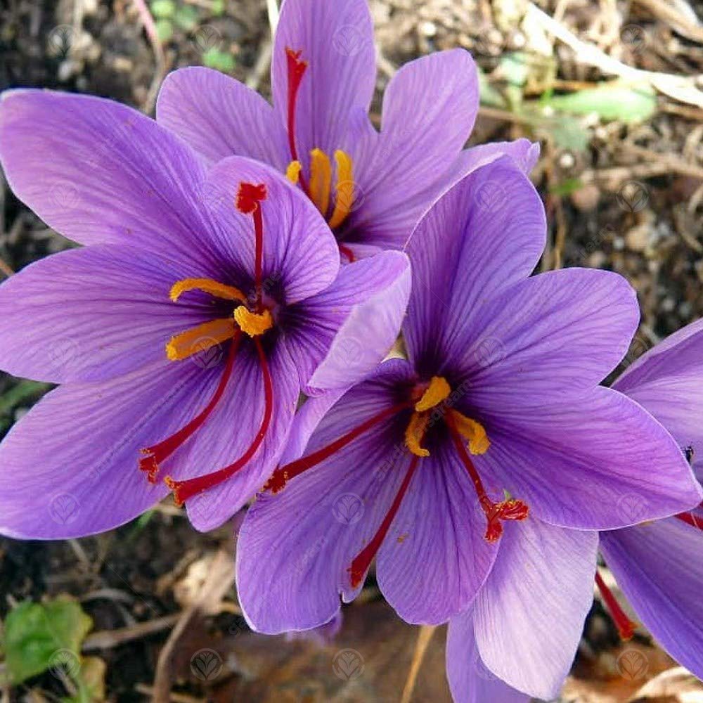 Crocus Sativus, bulbi da giardino a fioritura precoce, resistenti, piante da interno e esterno.