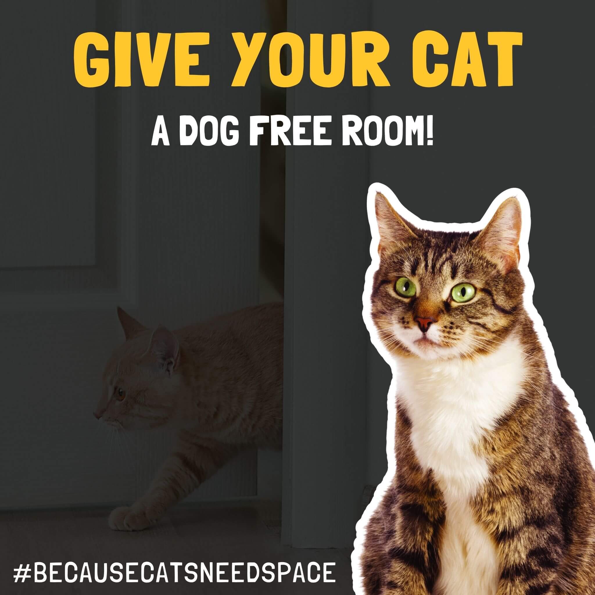 Buy Door Buddy Door Latch Plus Door Stopper. Keep Dog Out of Litter Box