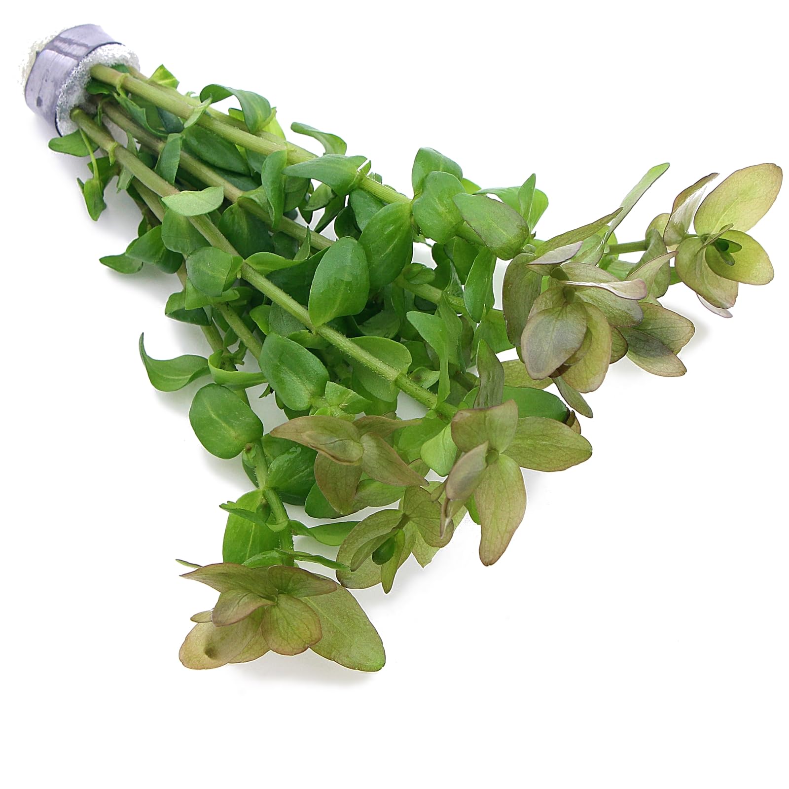 K2AQUA Bacopa Caroliniana Bunch Live Aquarium Plant for Freshwater Tropical Aquarium