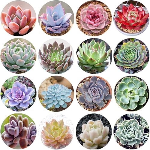 Mezcla de 500 semillas suculentas raras para plantar bonsái de bricolaje para plantas ornamentales resistentes a plantas perennes