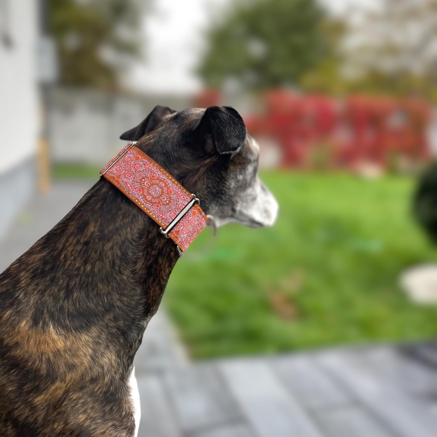Martingale dog collar for Greyhound Saluki Whippet and other breeds with similar neck 2" wide (L 14"-18")