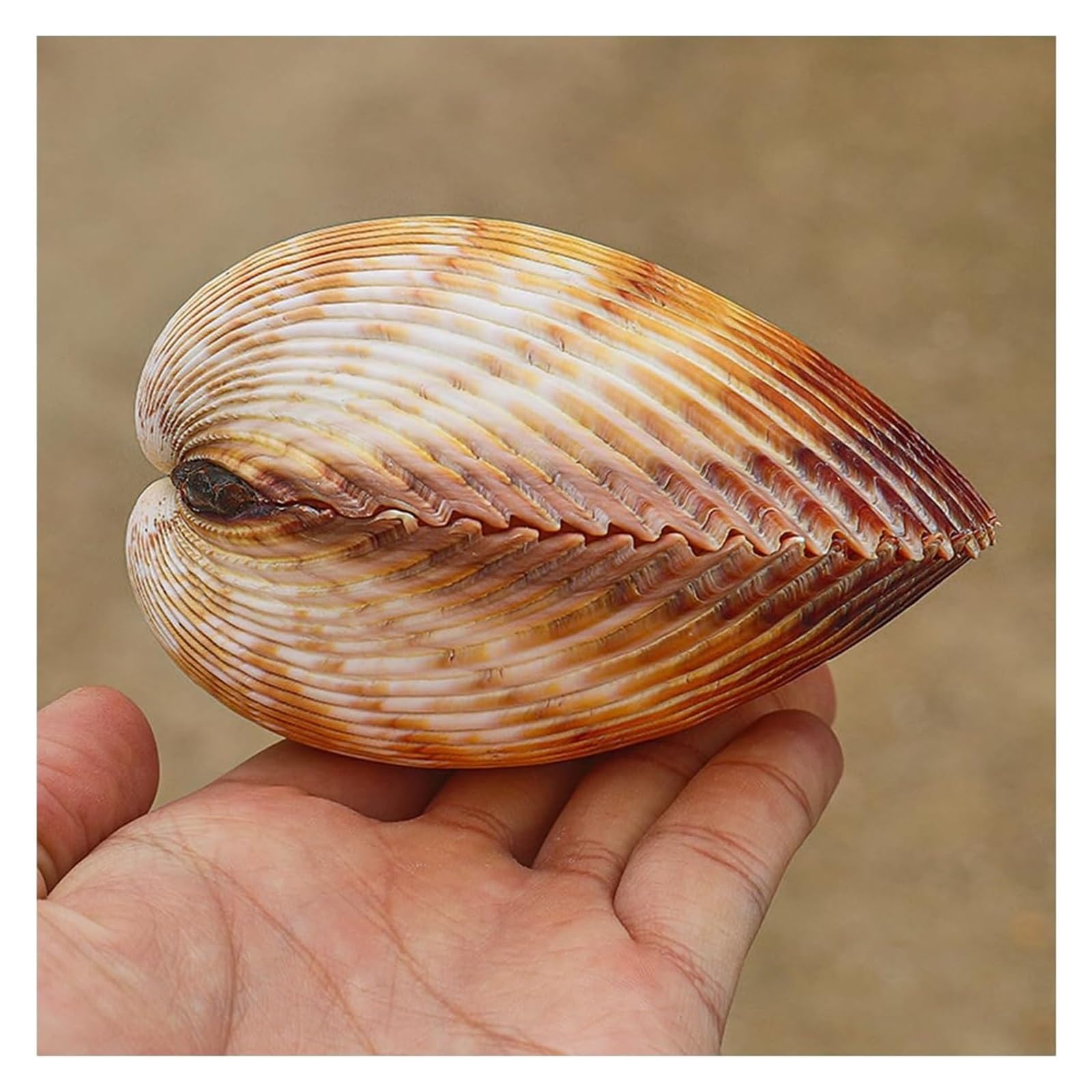 YKMYXZ shells， Large Conch Shells for Decoration, Natural Rare Sea 7~10Cm for Theme Party, Home Decorations,Fish Tank(7~8cm)