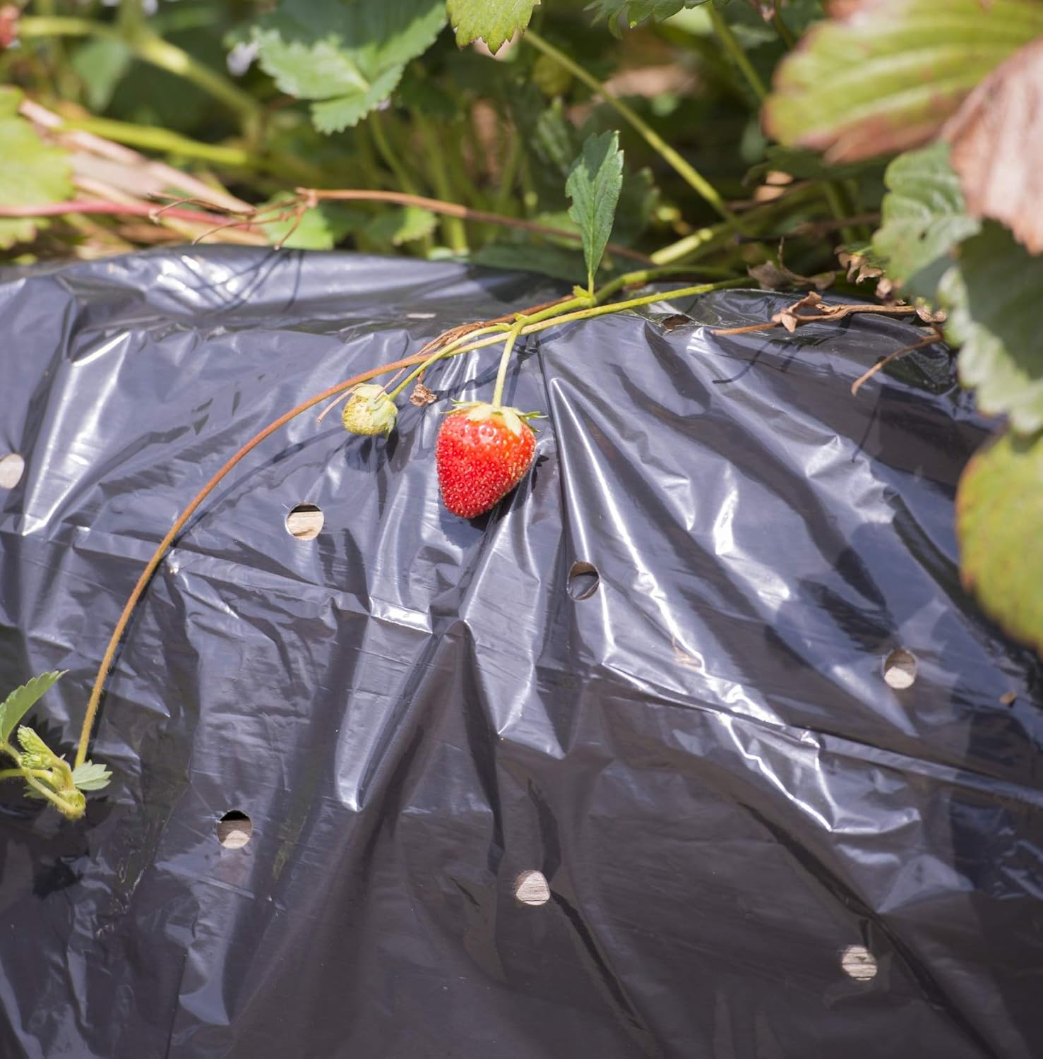Windhager 06753 Weed Control Film for Garden Weed Control Strawberry Growth Promotion 10 x 1.5 m 37 μm Black