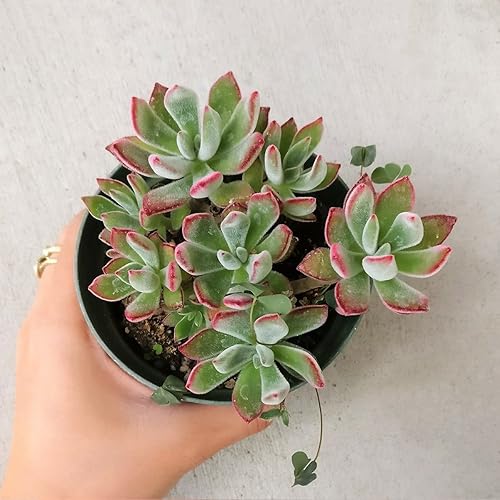 Miniatura 6 de Suculenta Terciopelo Rojo Echeveria harmsii o pulvinata (4 pulgadas)