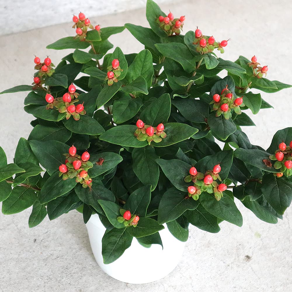 ヒペリカム♥根付き苗 【公式通販】