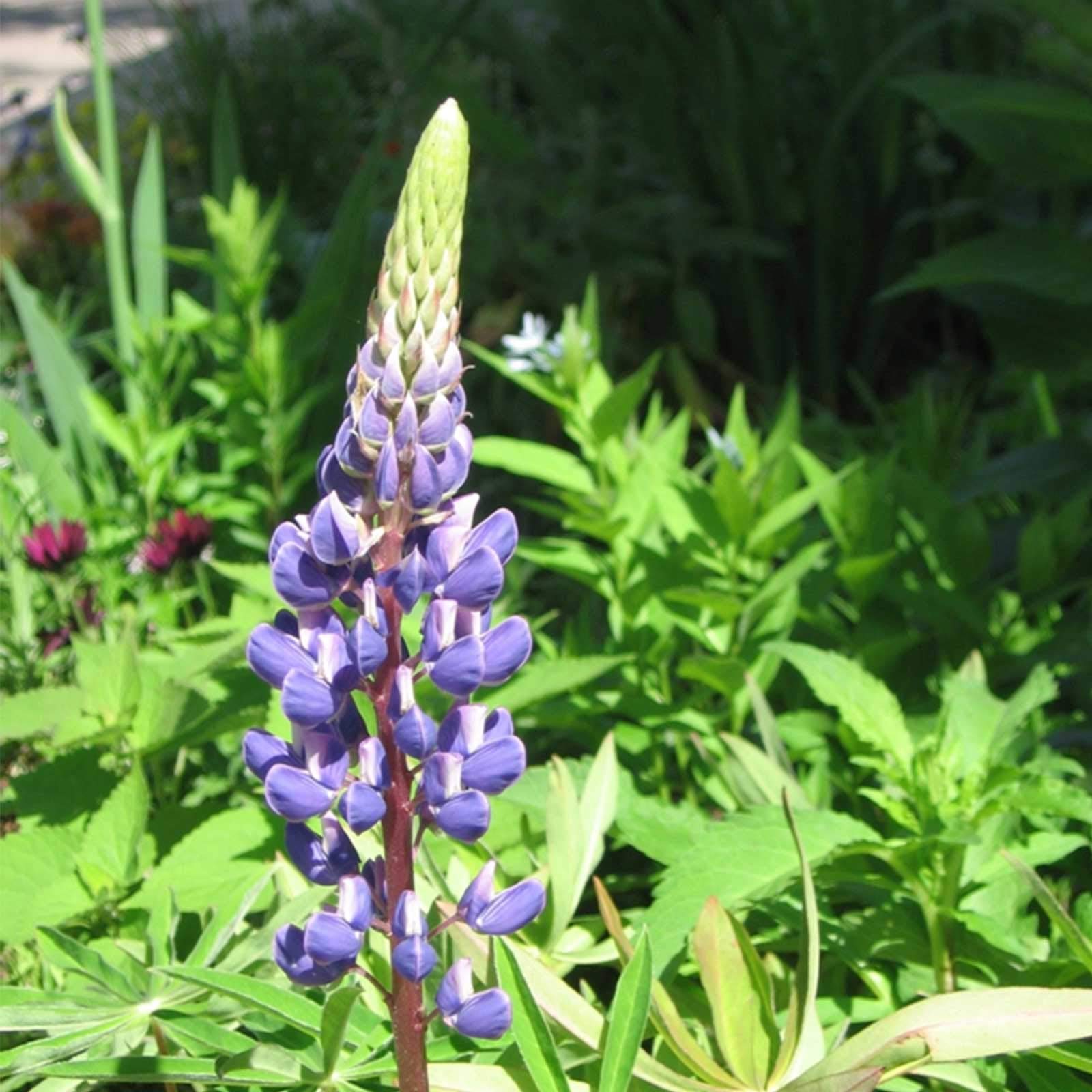 Sundial Lupine Wild Flower Garden Seeds - 2 g Packet ~90 Seeds - Perennial Wildflower Gardening Seeds