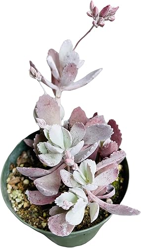 Plantas de cactus suculentas vivas de USKC (maceta de 4 pulgadas) (Kalanchoe Pumila)