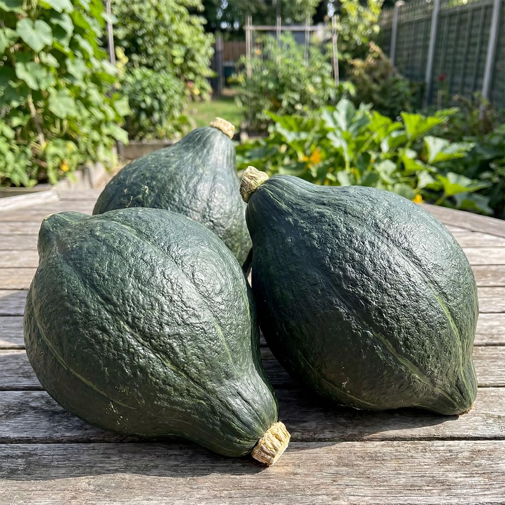 Pumpkin/Squash Seeds – True Green Hubbard – Heritage Italian Variety – Thick Sweet Orange Flesh – High Yield & Long Storage