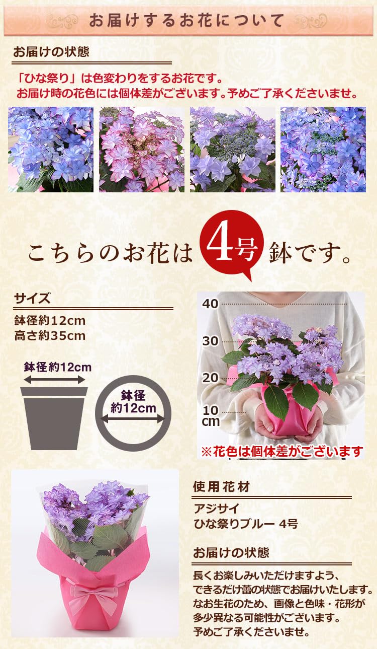 Amazon｜母の日 花 鉢植え ギフト プレゼント アジサイ鉢4号・きらめく