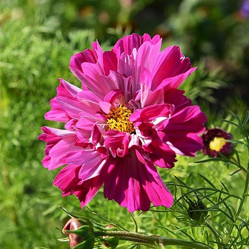Miniatura 9 de Cosmos Seeds - Double Click - Double Violet - Paquete - Semillas de flores moradas, semilla polinizada abierta atrae abejas, atrae mariposas, atrae