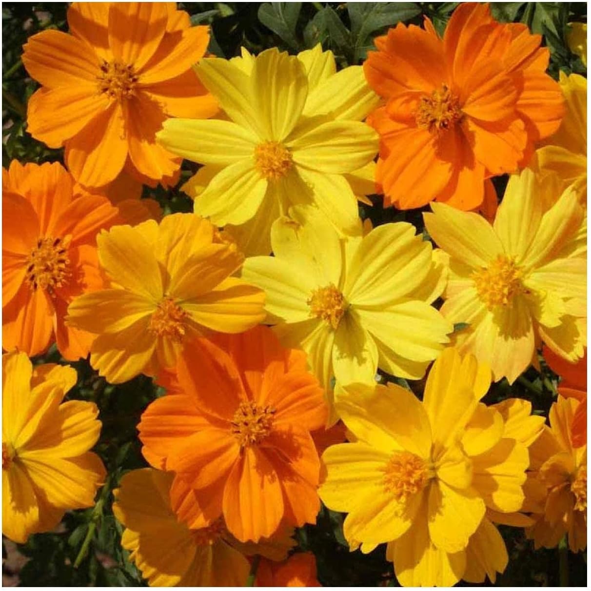 Everwilde Farms - 1 Lb Dwarf Mixed Cosmos Wildflower Seeds - Gold Vault